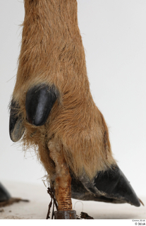 European roe deer foot hoof 0019.jpg